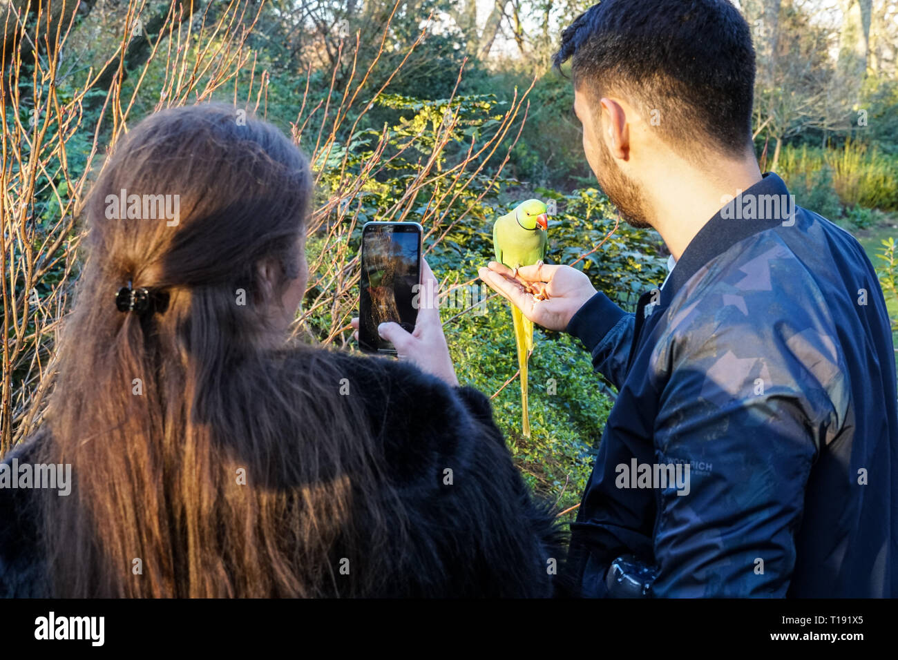 Menschen Hand füttern Papageien im St James's Park, London England United Kingdom UK Stockfoto
