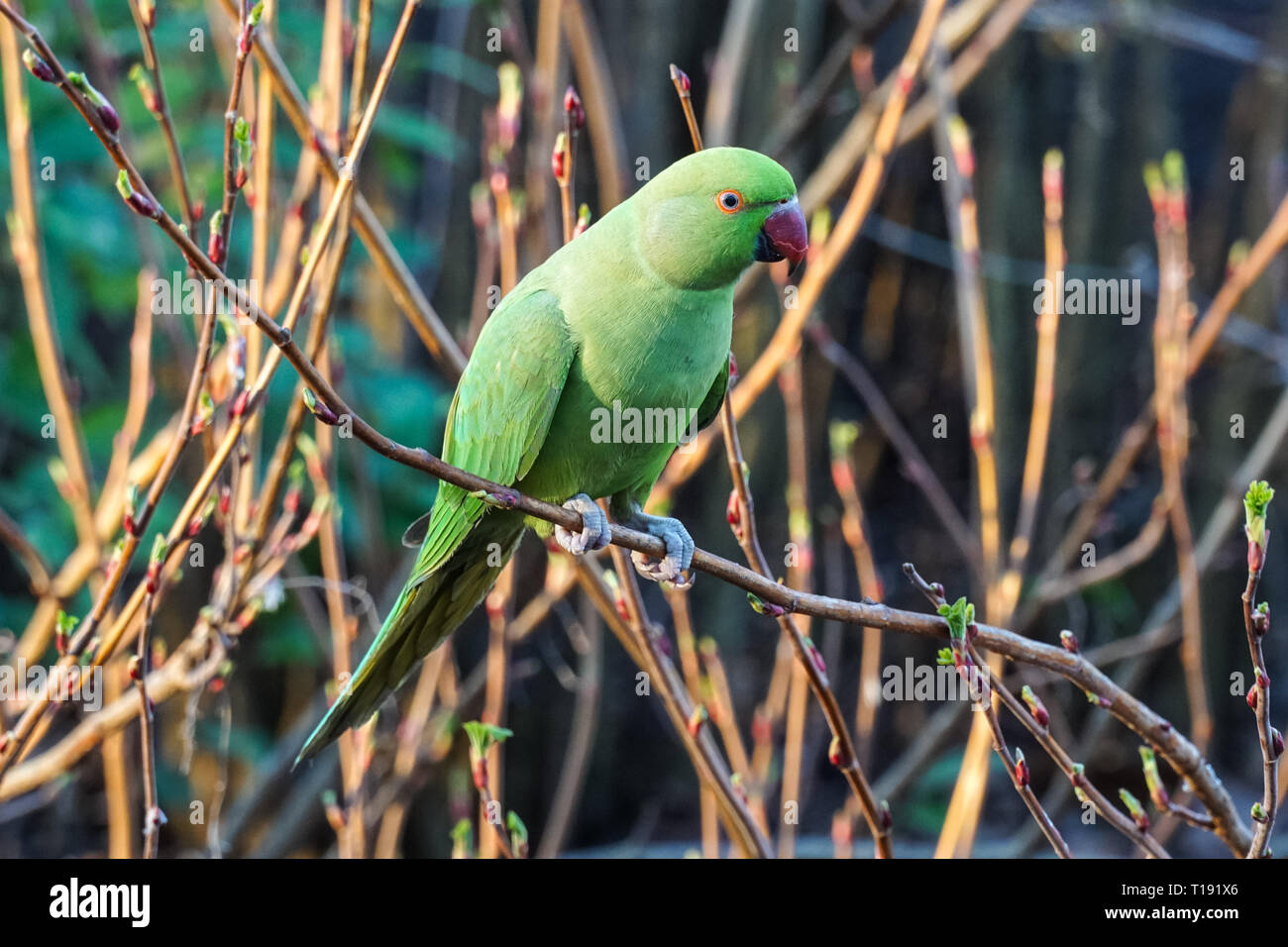 Rosenberingsittich, der auf einem Baum steht Stockfoto