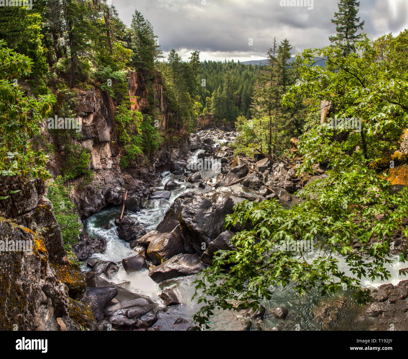 Es ist ein kleine Bucht, die zu den Rogue River mit schroffen Felsen, hohen Bäumen und einige Eichenlaub im Vordergrund. Stockfoto