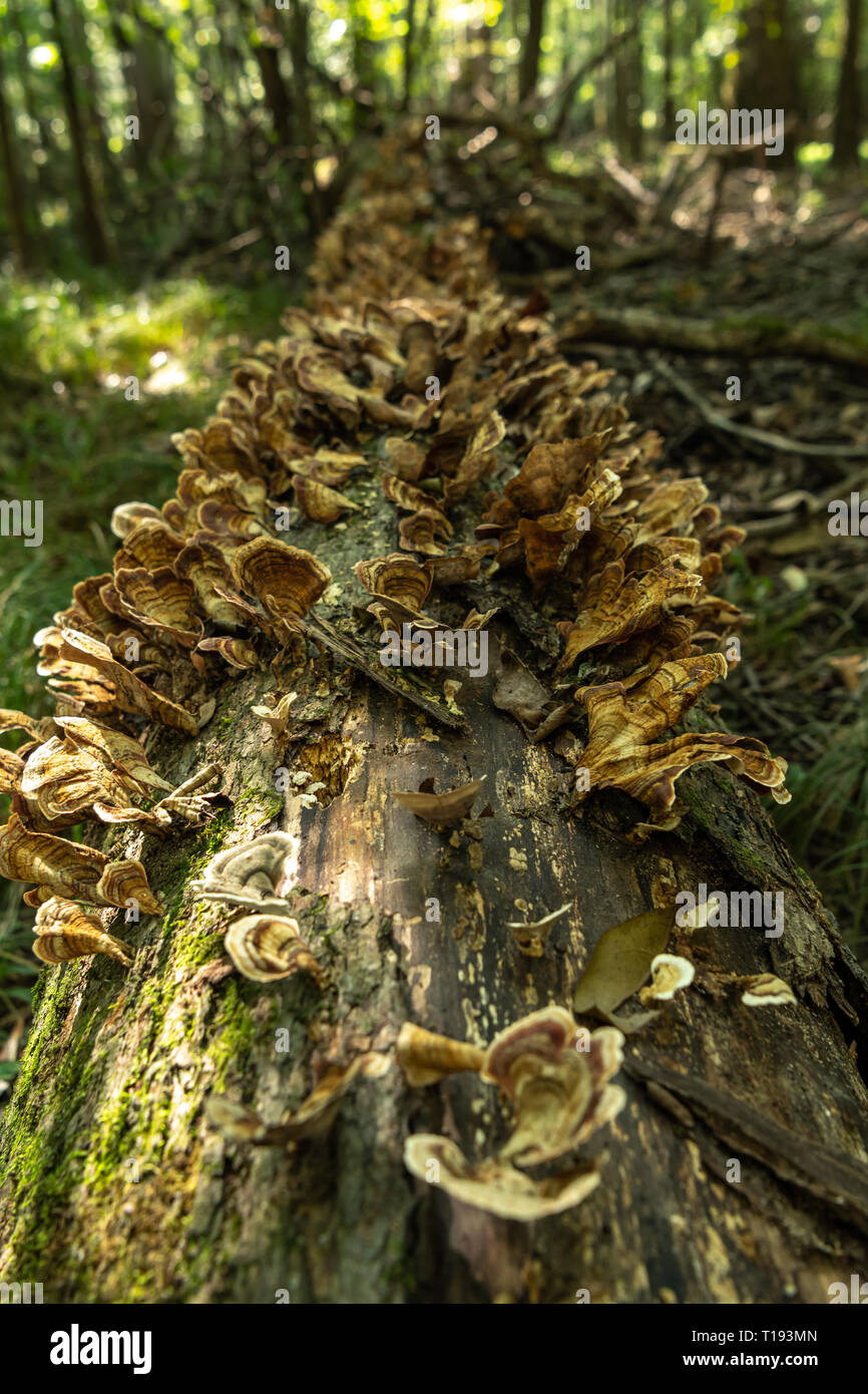 Detail der Pilz zusammen Gefallenen Baumstamm im Wald wachsenden Stockfoto