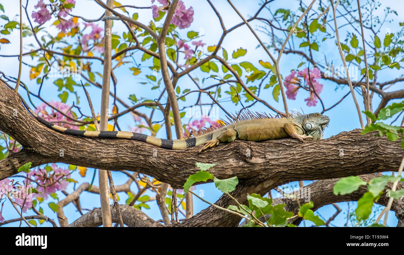 Ein sehr großes, 1 Meter lang, grüner Leguan mit einem riesigen Schwanz, ruht in einem Baum, mit rosa Blüten, in Playa Hermosa, Costa Rica. Stockfoto