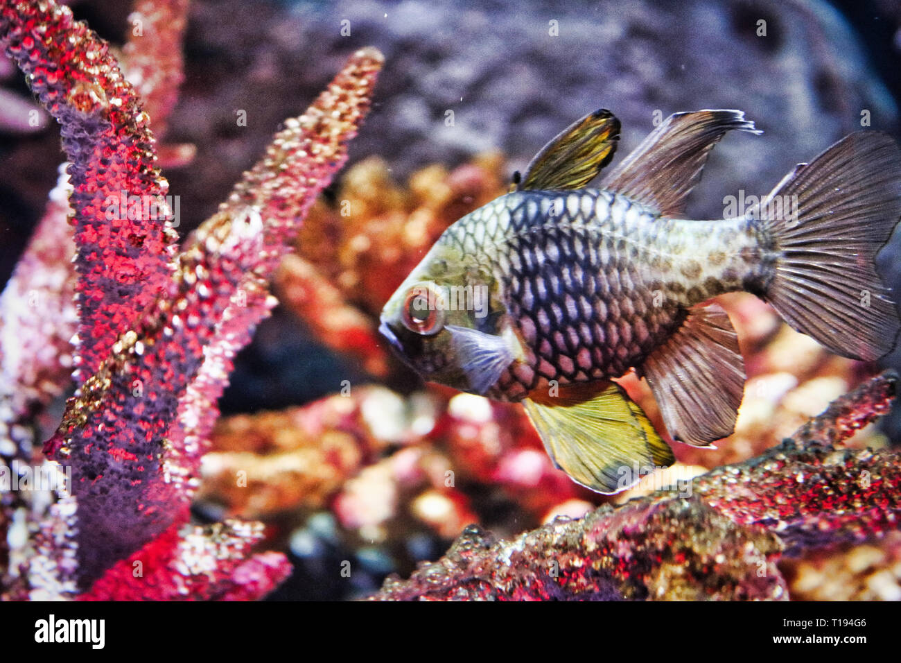 Dieses einzigartige Bild zeigt eine exotische Fische. Dieses Foto wurde im Sea Life in Bangkok Thailand aufgenommen Stockfoto