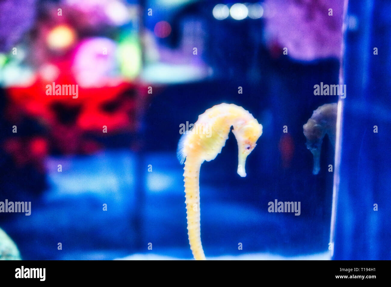 Dieses einzigartige Bild eines sehr seltenen Seepferdchen schwimmen in ein Sea Life Aquarium in Bangkok, Thailand Stockfoto