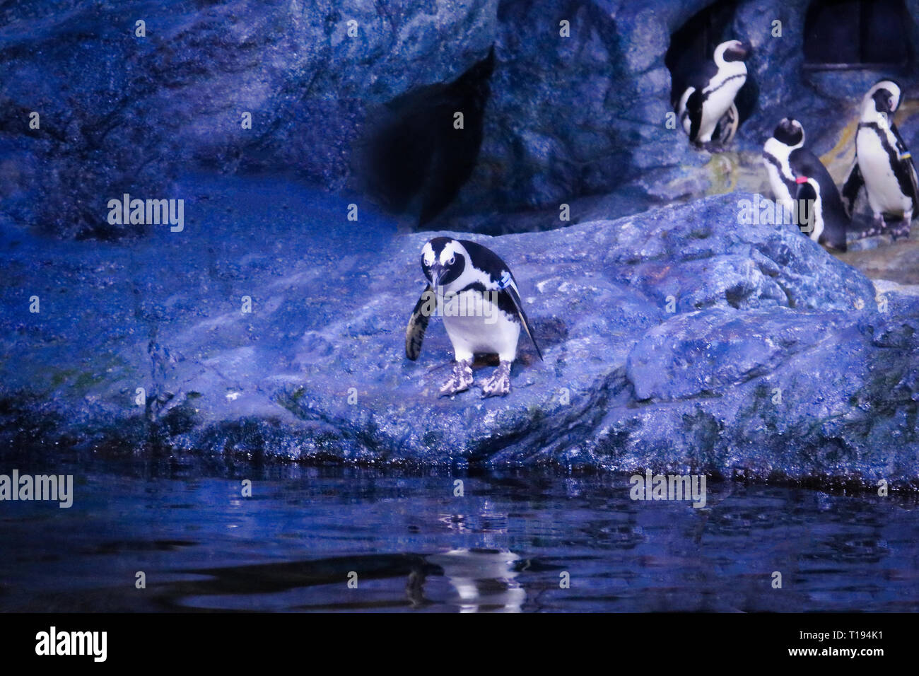 Dieses einzigartige Bild zeigt ein Pinguin im Zoo Sea Life in Bangkok. Dies ist eine preisgekrönte Tier Foto Stockfoto