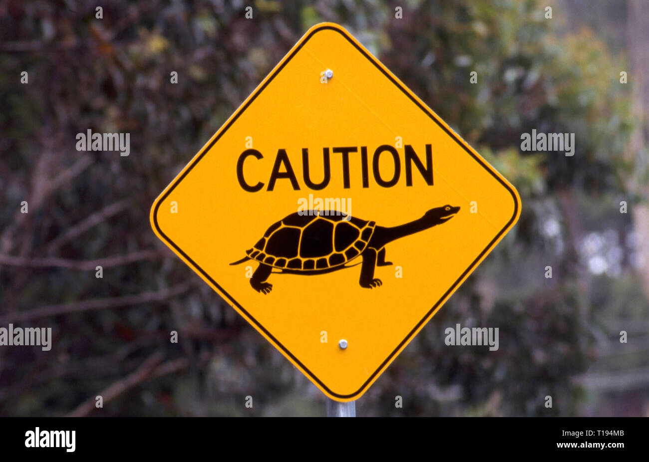 NEW SOUTH WALES SCHILD WARNUNG TREIBER SCHILDKRÖTEN ÜBERQUEREN SIE DIESEN ABSCHNITT DER STRASSE, Hunter Valley, New South Wales, Australien. Stockfoto