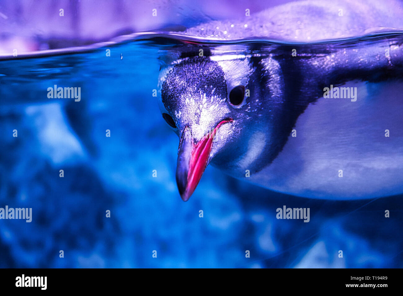 Dieses einzigartige Bild zeigt ein Pinguin im Zoo Sea Life in Bangkok. Dies ist eine preisgekrönte Tier Foto Stockfoto