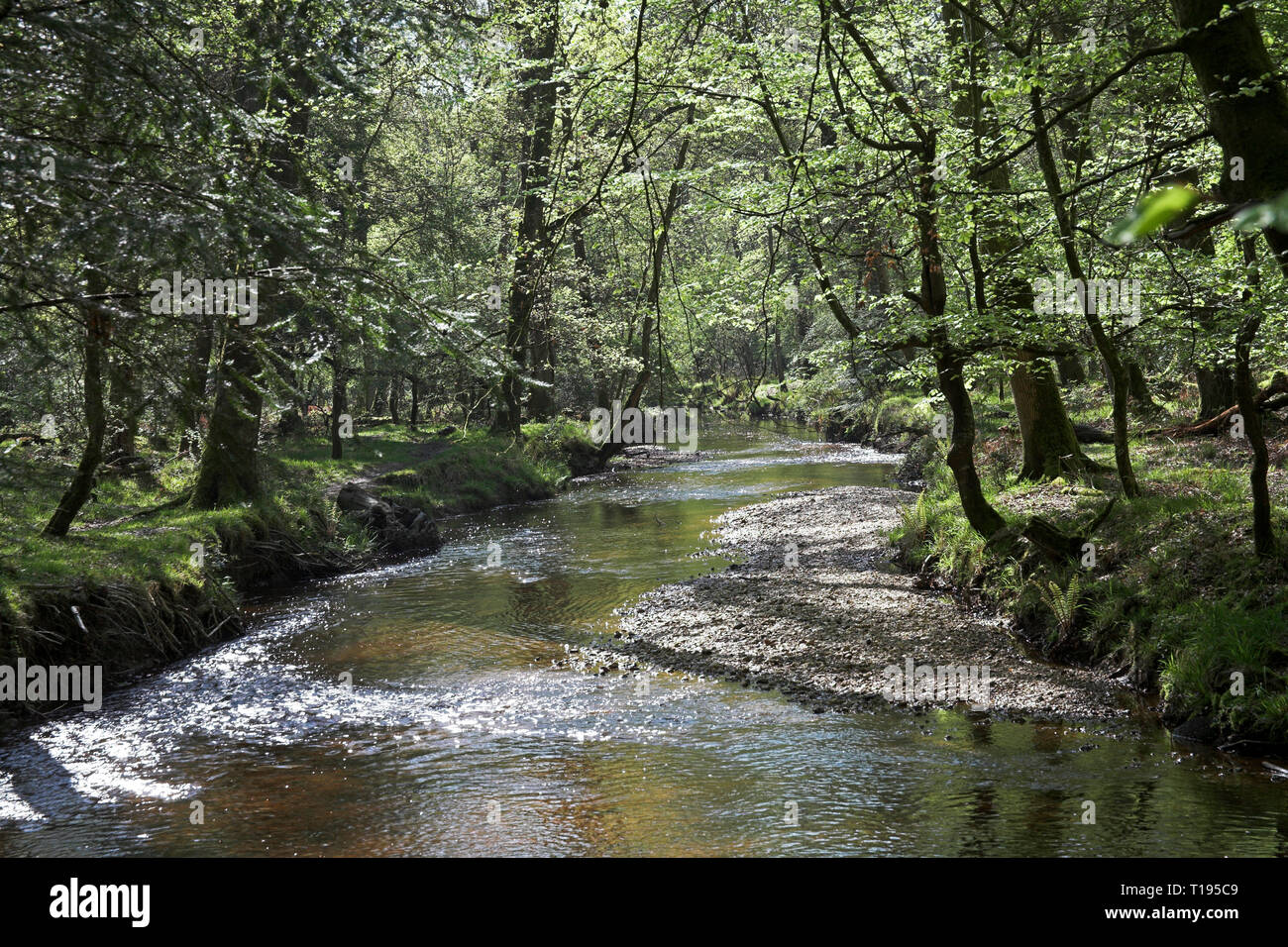 Schwarzes Wasser Strom Das Rhinefield Zierpflanzen Drive New Forest National Park Hampshire England Stockfoto