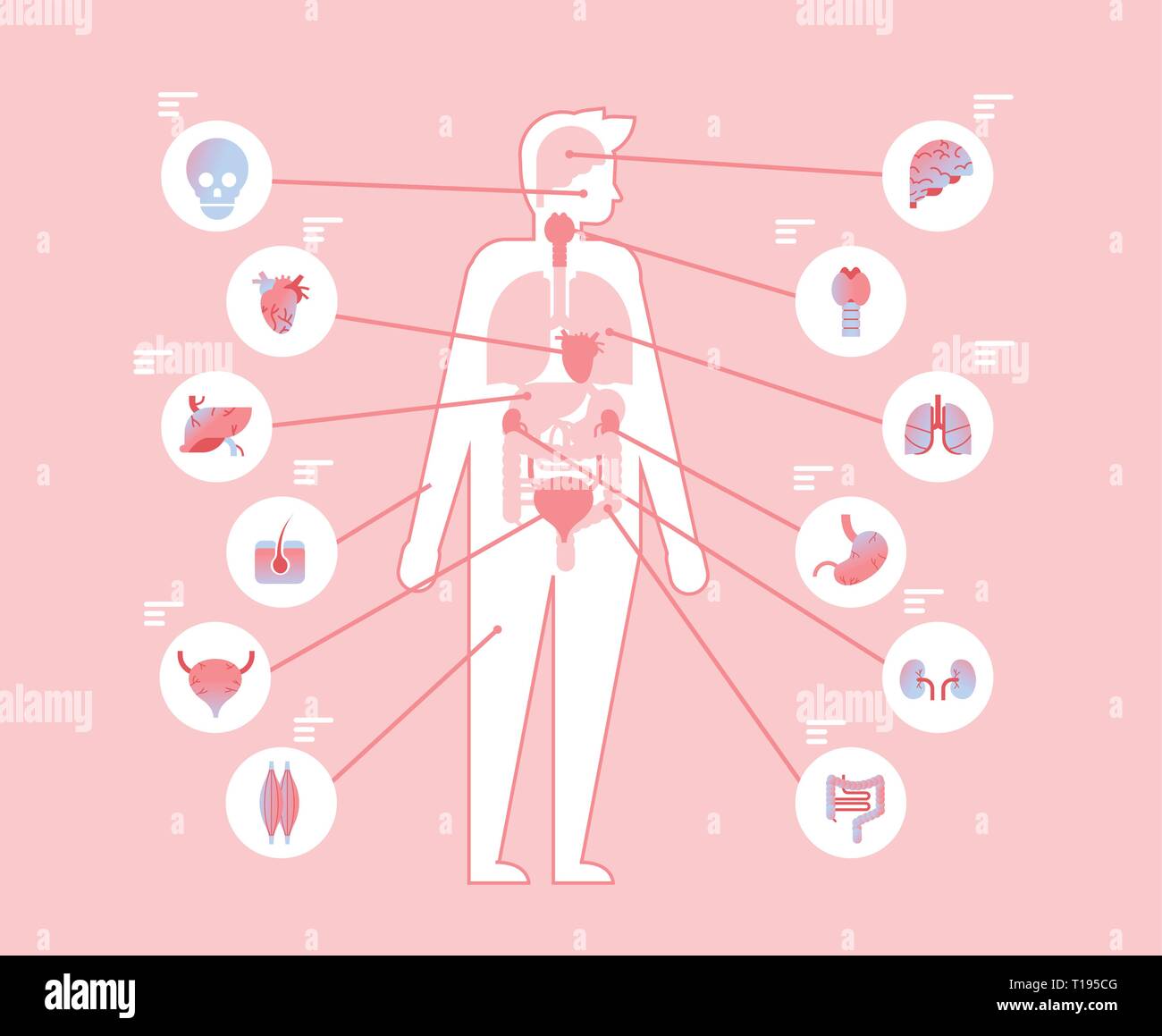 Große menschliche Körper innere Organe innerhalb der anatomischen ...
