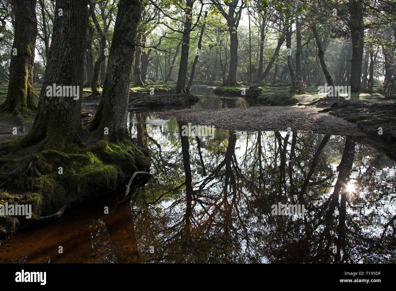 Ober Wasser strömen an Ober Ecke in der Nähe Brockenhurst New Forest National Park Hampshire England Stockfoto