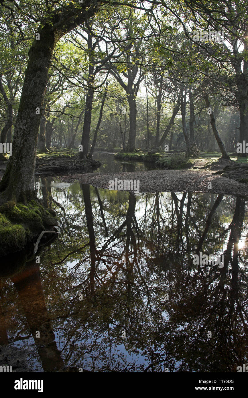 Ober Wasser strömen an Ober Ecke in der Nähe Brockenhurst New Forest National Park Hampshire England Stockfoto
