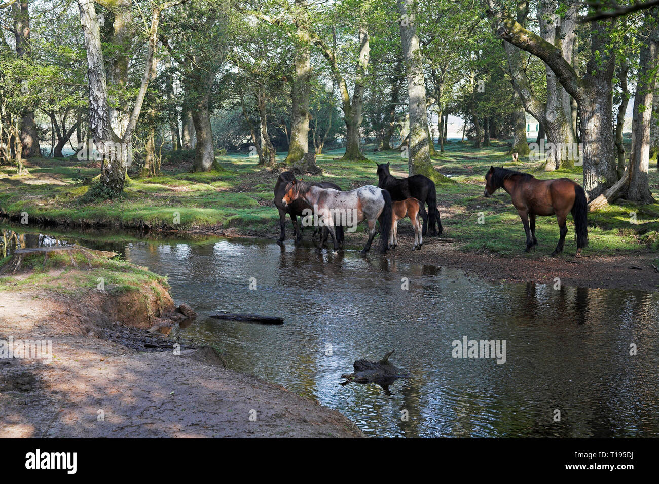 New Forest Pony durch die Ober Wasser strömen an Ober Ecke in der Nähe Brockenhurst New Forest National Park Hampshire England Stockfoto