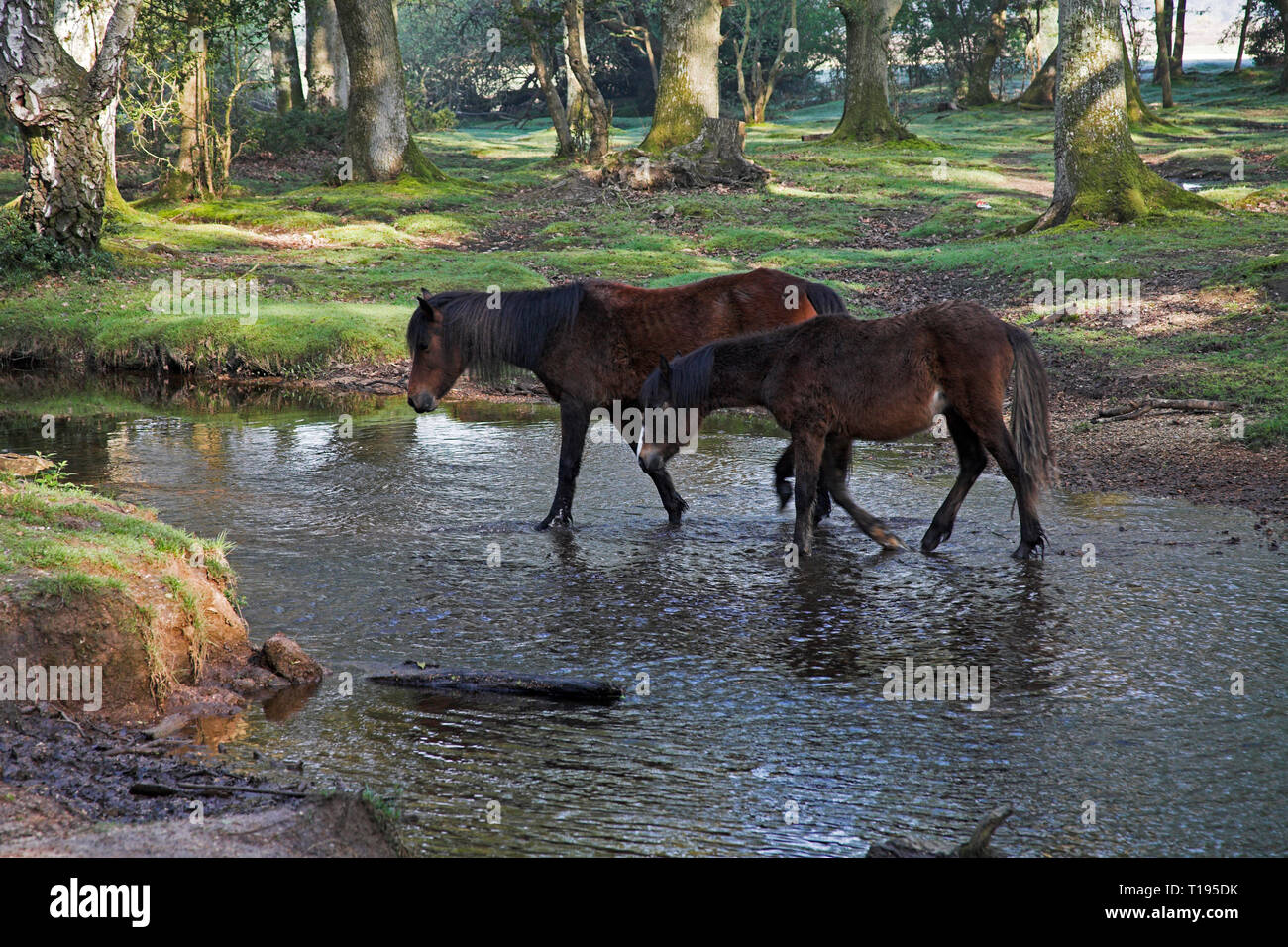 New Forest Pony durch die Ober Wasser strömen an Ober Ecke in der Nähe Brockenhurst New Forest National Park Hampshire England Stockfoto