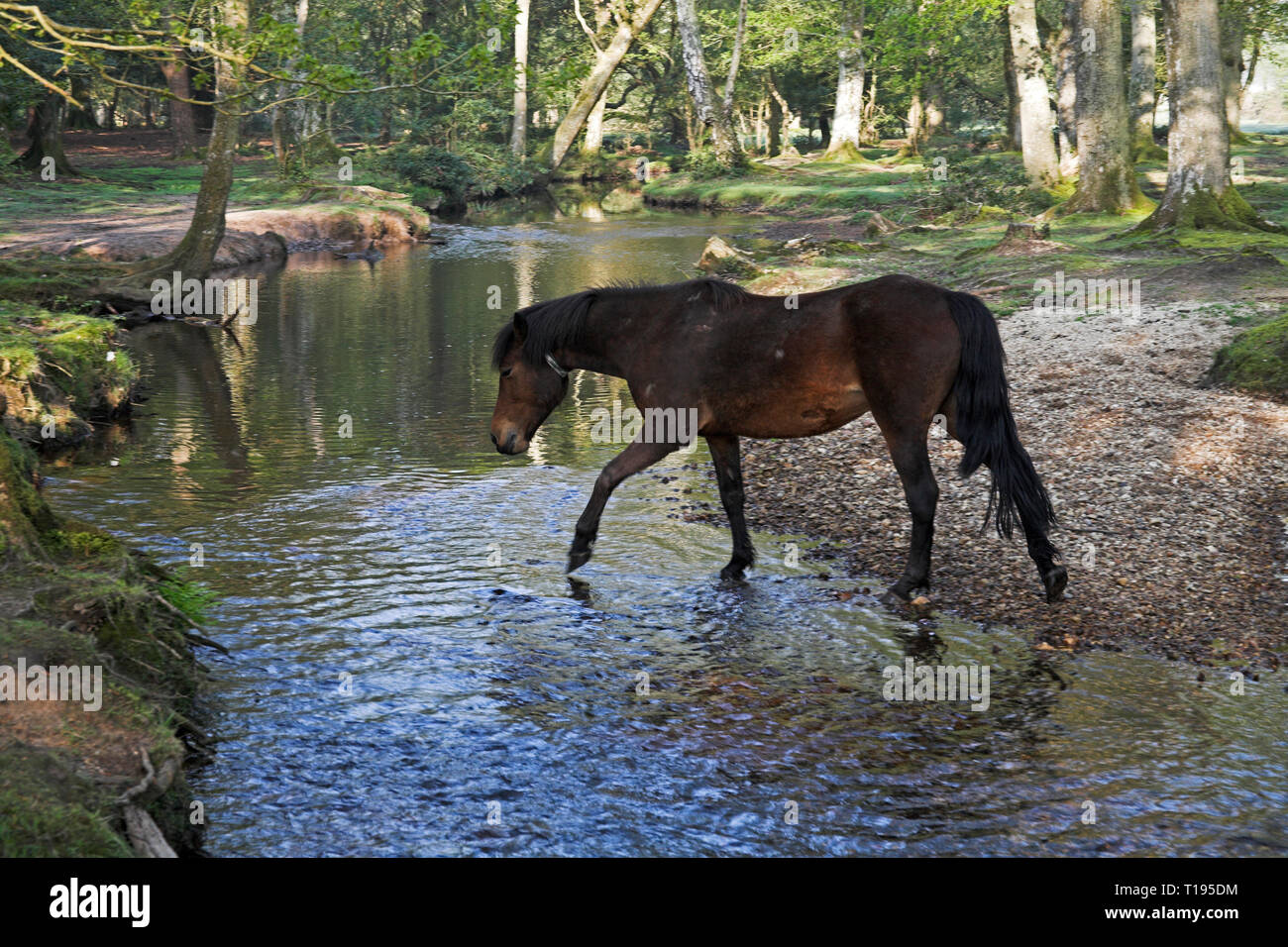 New Forest Pony durch die Ober Wasser strömen an Ober Ecke in der Nähe Brockenhurst New Forest National Park Hampshire England Stockfoto