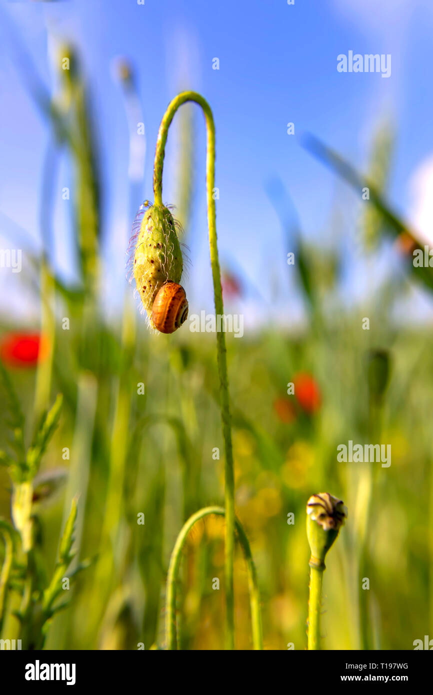 Garten Schnecke sitzt auf einem Knospe eines Feldes Mohnblume close-up auf einem grünen Hintergrund verschwommen. Stockfoto