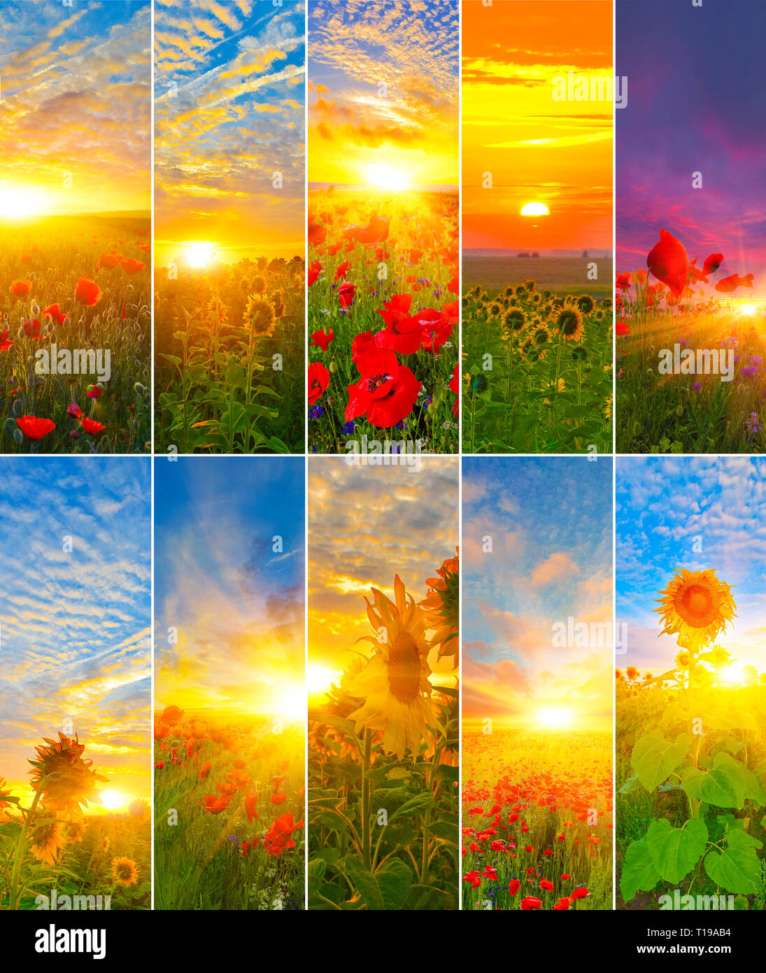 Sammlung von Sonnenblumen und Mohn mit der aufgehenden Sonne. Stellen der Hintergründe von Sunrise. Stockfoto