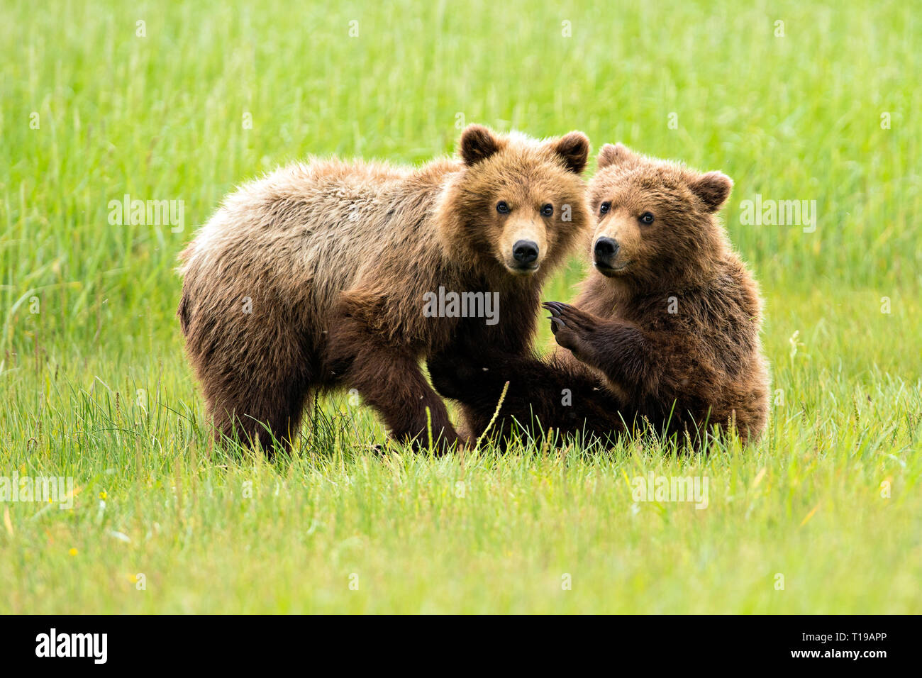 Brown bear Cubs cute darstellen Stockfoto