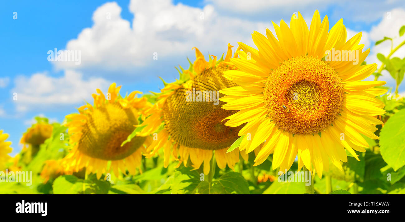 Helle, sonnenbeschienene Sonnenblumen im Sommer auf dem Land Stockfoto
