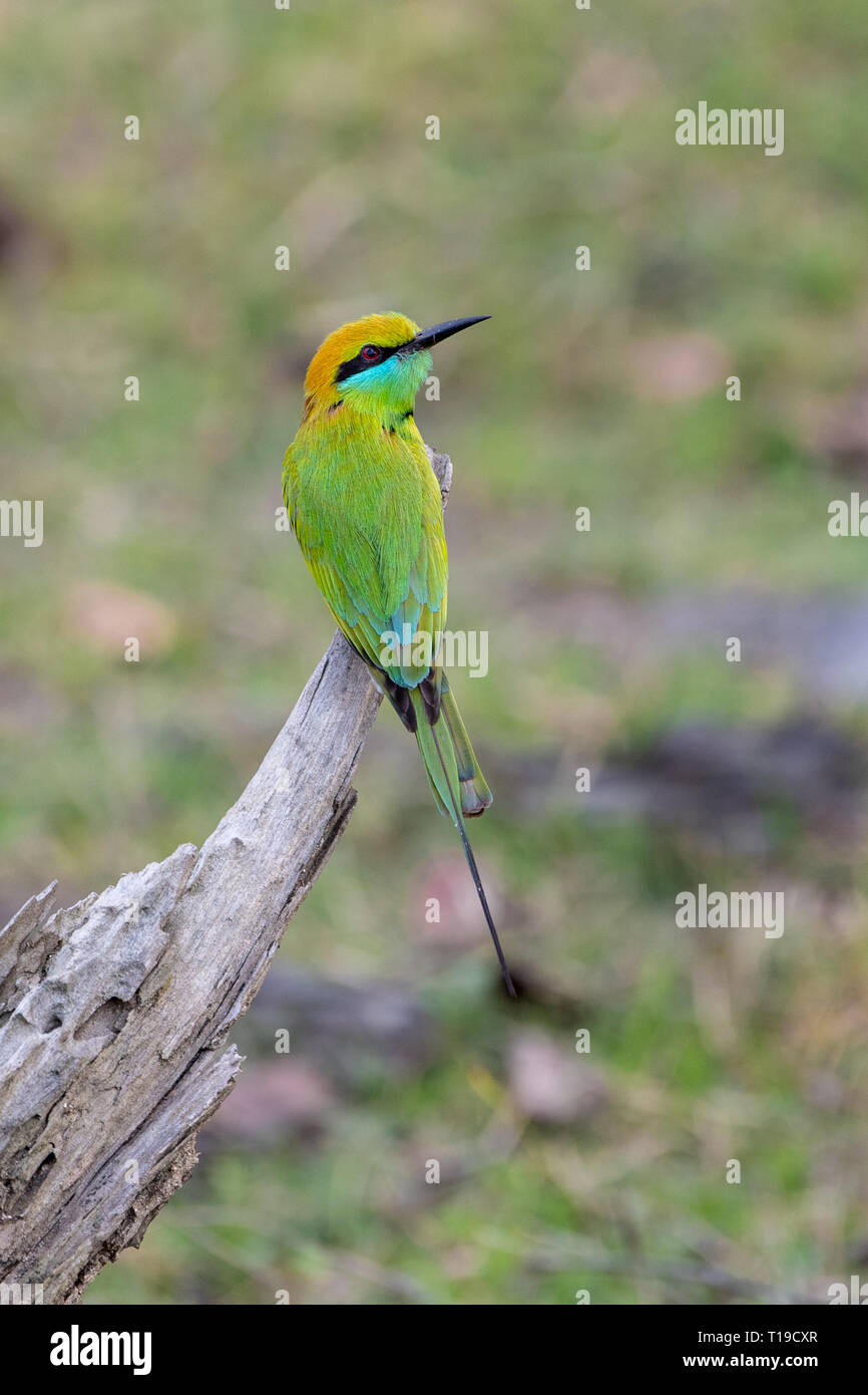 Grüne Bienenfresser (Merops orientalis orientalis) auf Baumstumpf in Indien gehockt Stockfoto