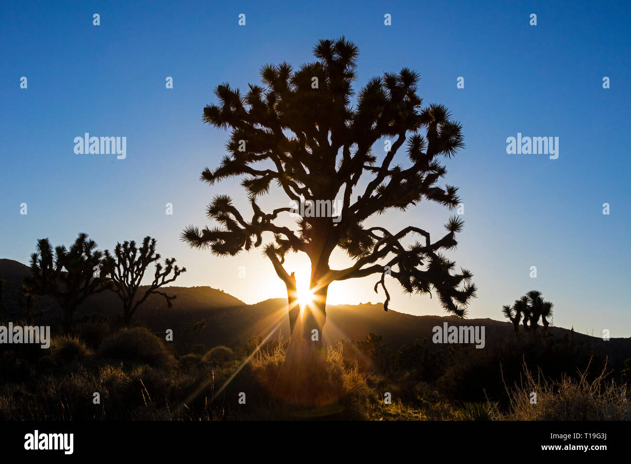 JOSHUA BÄUME (Yucca buergeri engelm) mit Hintergrundbeleuchtung am späten Nachmittag Sonnenlicht im Hidden Valley - Joshua Tree National Park, Kalifornien Stockfoto