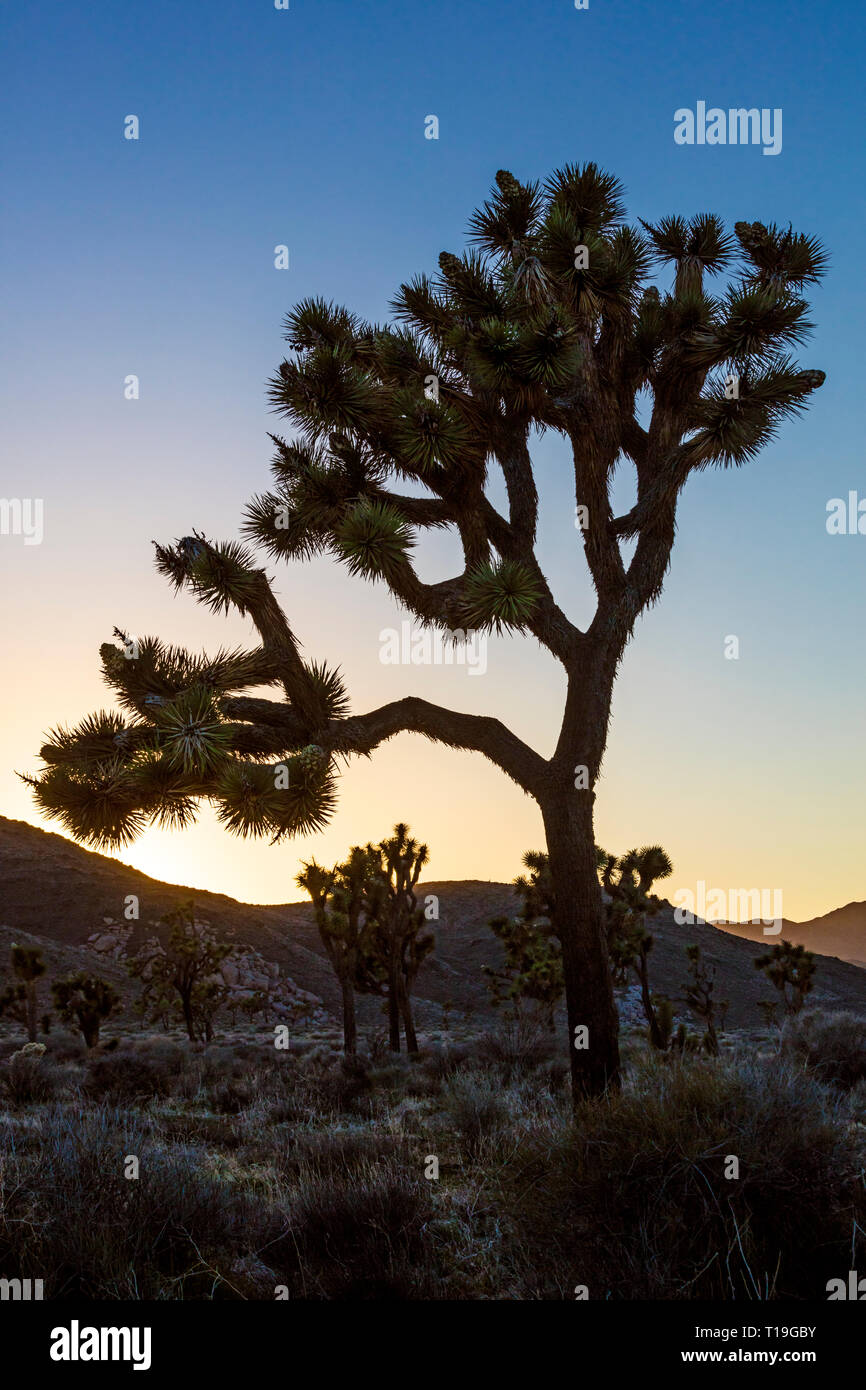 JOSHUA BÄUME (Yucca buergeri engelm) mit Hintergrundbeleuchtung am späten Nachmittag Sonnenlicht im Hidden Valley - Joshua Tree National Park, Kalifornien Stockfoto