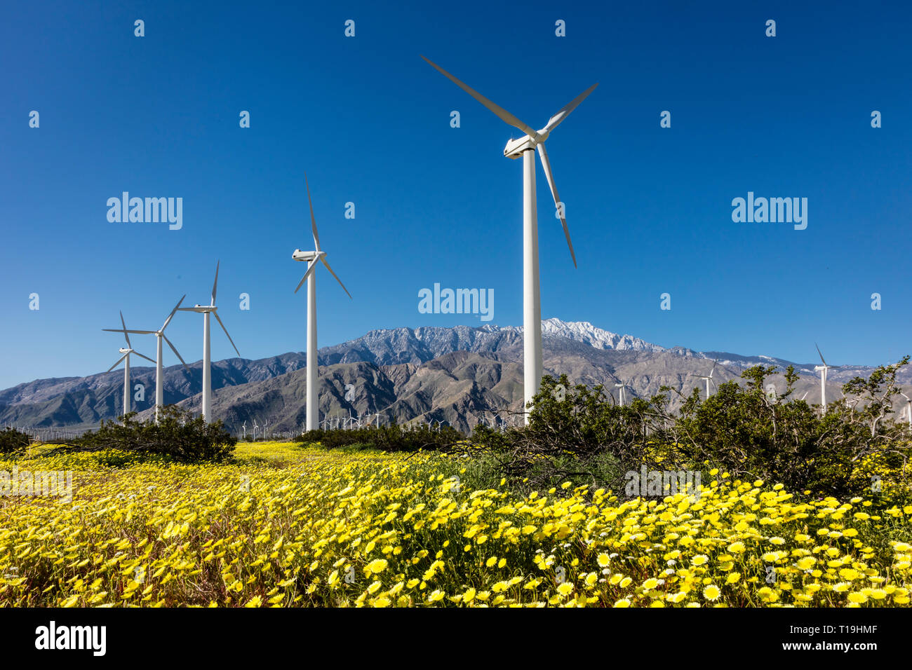 Windenergieanlagen in Yucca Valley backdropped durch den San Bernadino Bergen mit Kalifornien Löwenzahn (Malacothrix californica) - Kalifornien Stockfoto