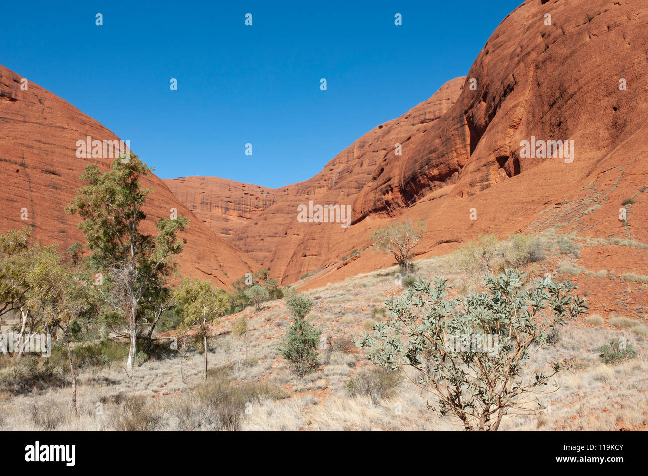 Gewölbte Formationen von Kata Tjuta, Northern Territory, Australien Stockfoto