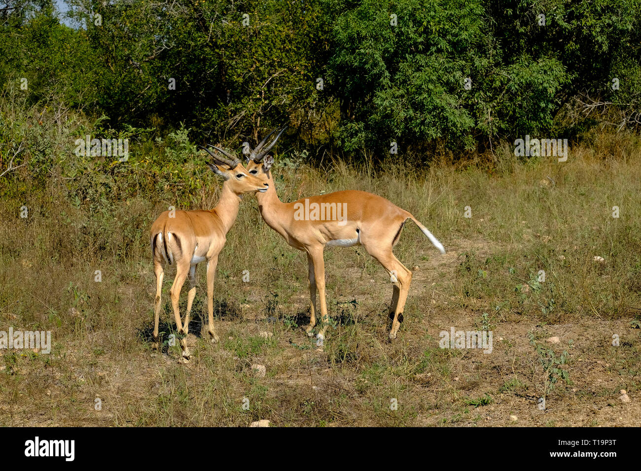 Männliche Impalas in der Wildnis Stockfoto