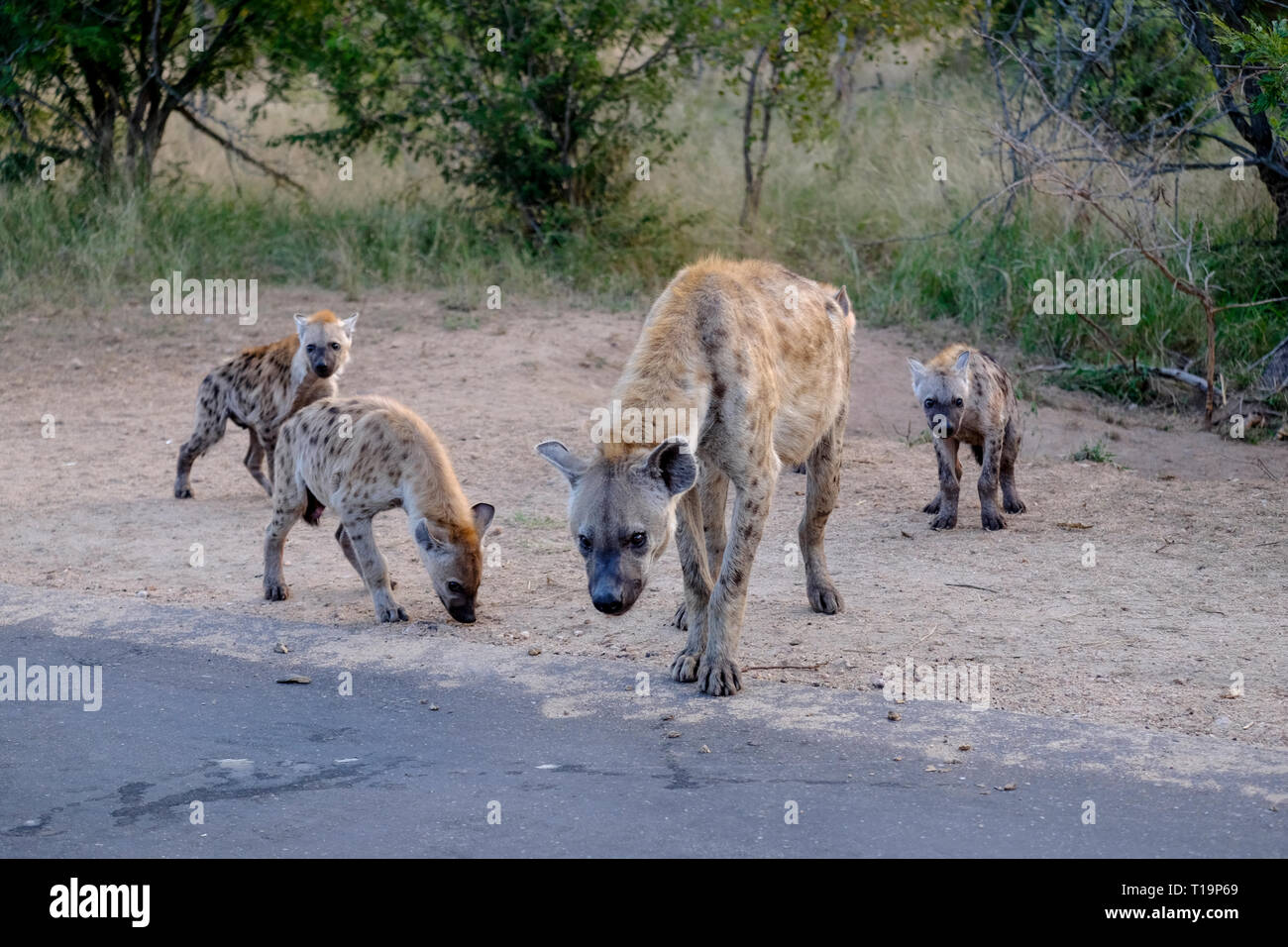 Familie von Hyänen und Jungen Stockfoto