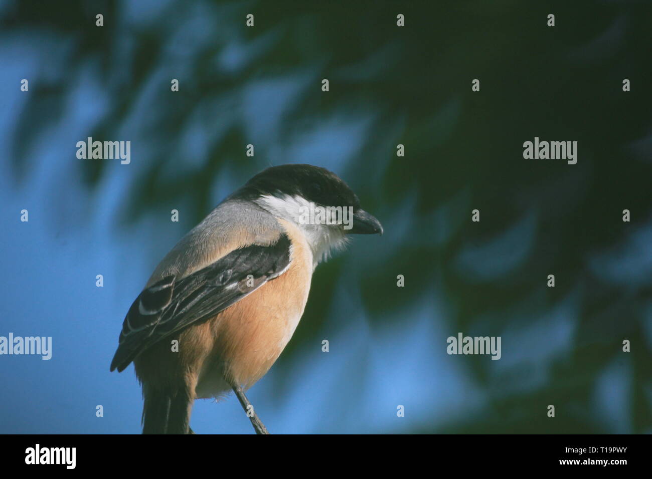 Long-tailed shrike Stockfoto