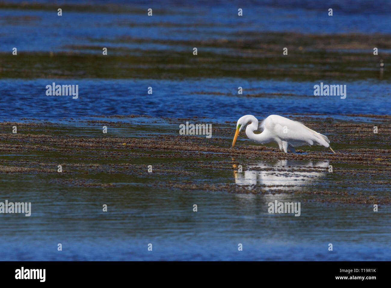 Silberreiher (Ardea alba) auf der Suche nach Nahrung Stockfoto