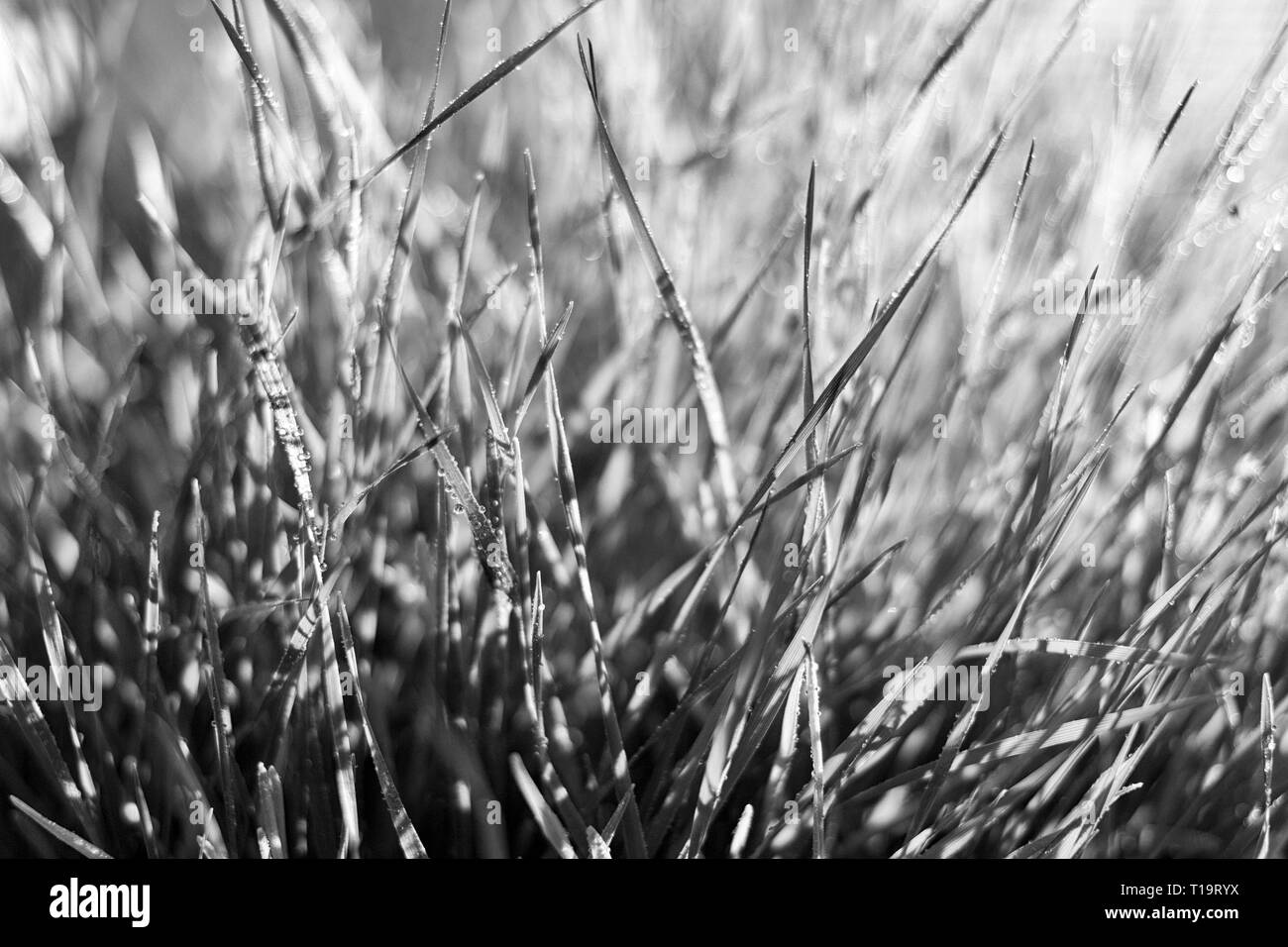 Makroaufnahme von wheatgrass, gesprenkelt mit Wassertropfen Stockfoto
