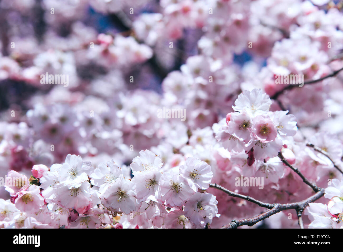 Blumen der Kirschblüten an einem Frühlingstag. Stockfoto