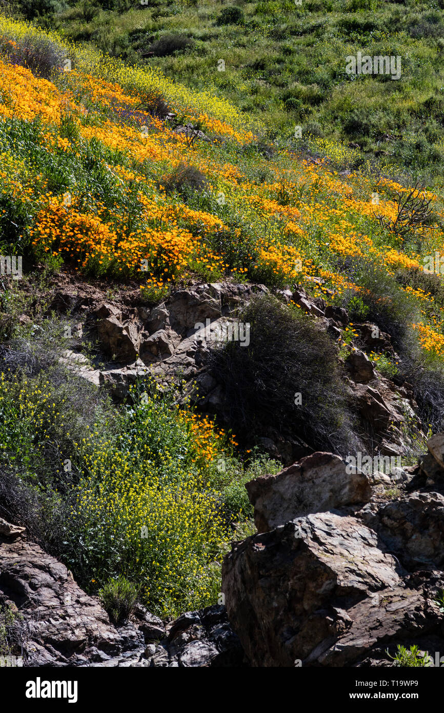 Kalifornien Mohn (Eschscholzia californica) die Berghänge bedecken während einer super Blüte in der Nähe von Lake Elsinore, Kalifornien Stockfoto