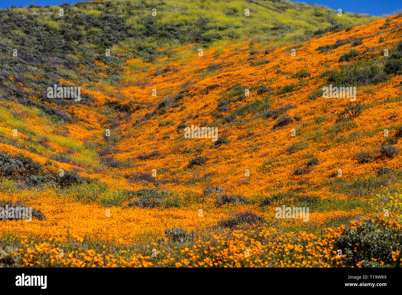 Mohn (Eschscholzia californica CALIFORINA) die Berghänge bedecken während einer super Blüte in der Nähe von Lake Elsinore, Kalifornien Stockfoto