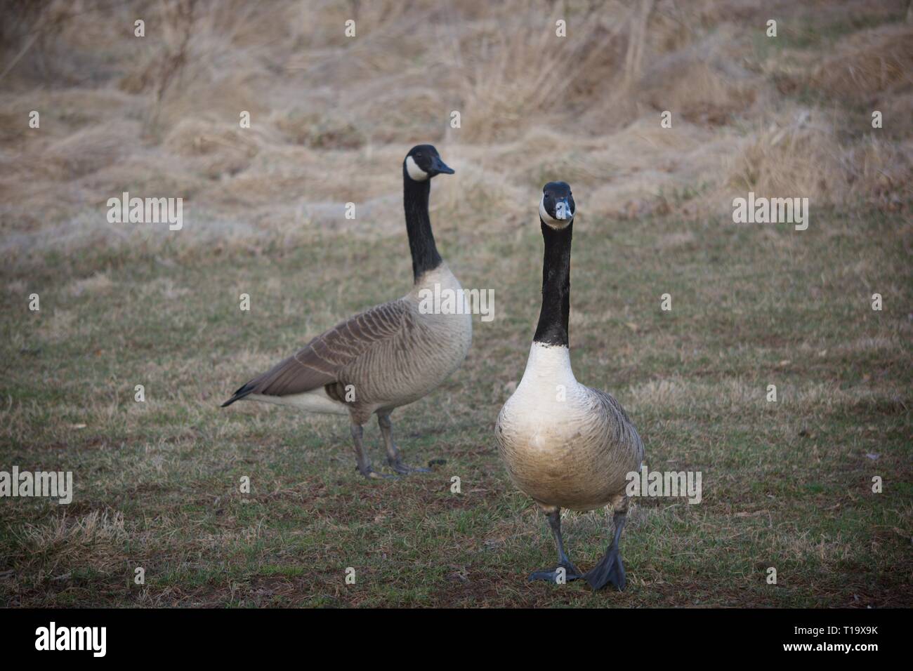 Zwei Enten. Stockfoto