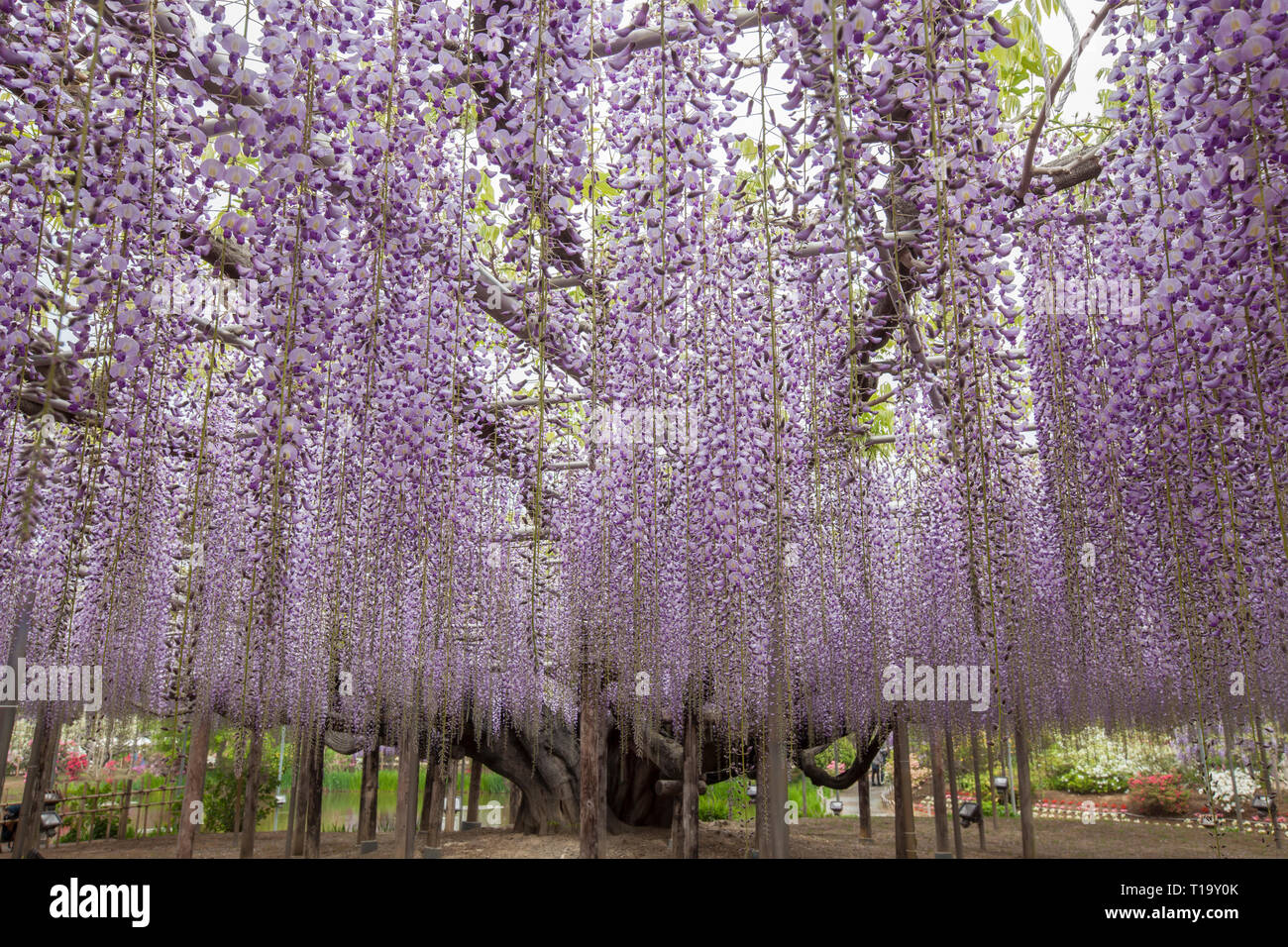 Strukturell lila Wisteria "Baum" in voller Blte an Ashikaga Flower Park,  Japan untersttzt Stockfotografie - Alamy