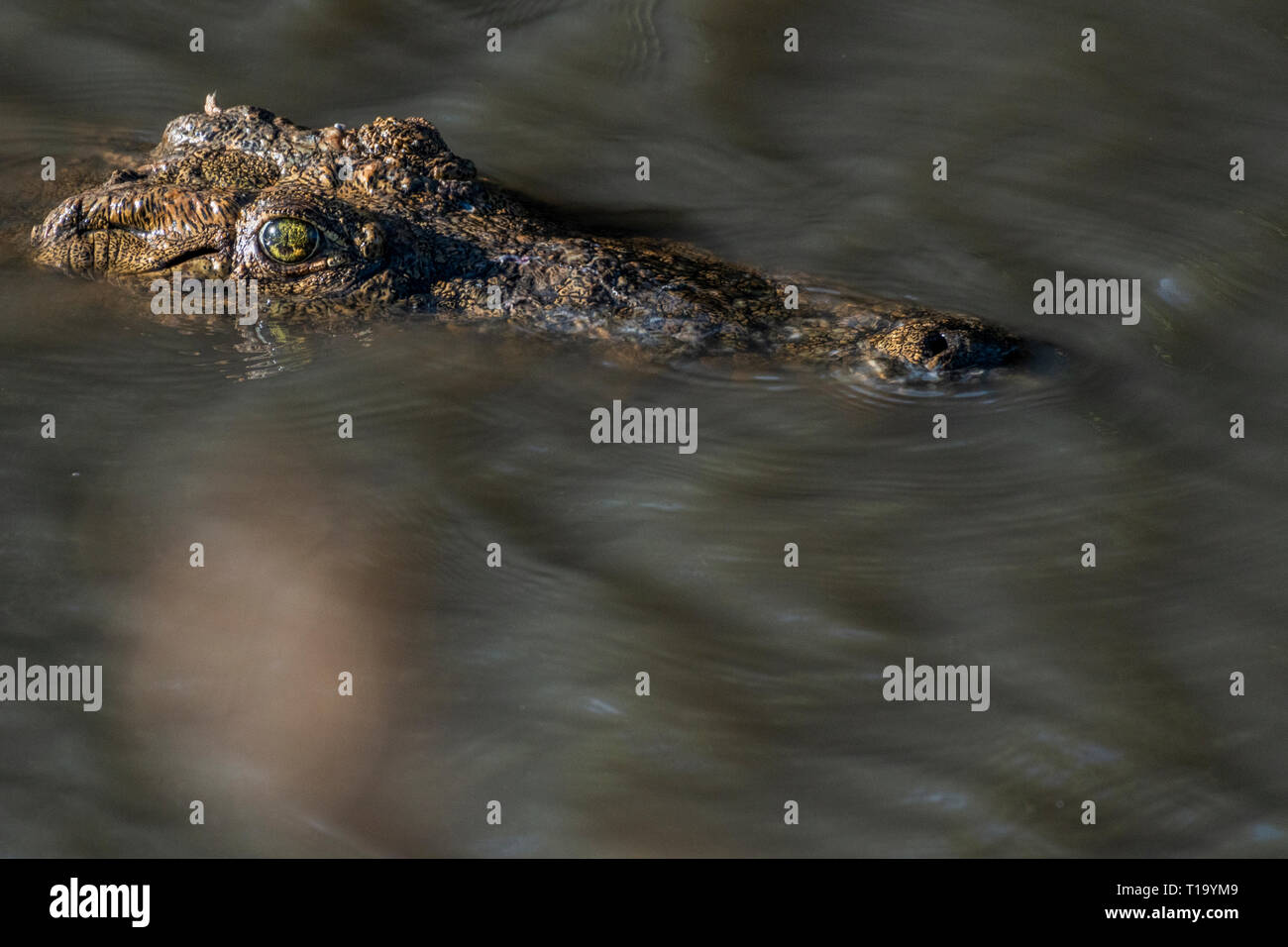 Krokodil essen Zebra im Wasserstrom Mara triangle Stockfoto