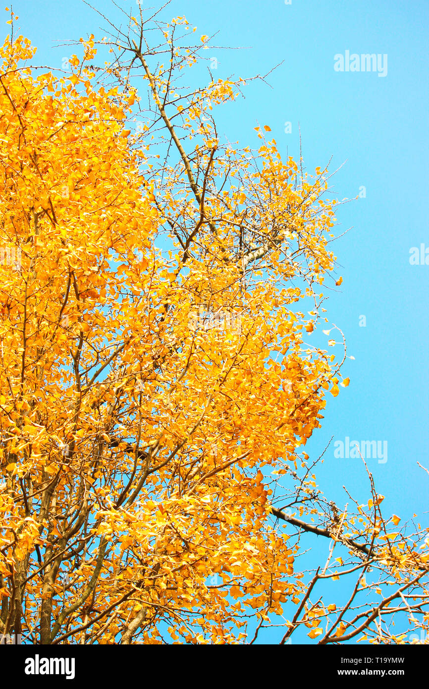Blauer Himmel und gelb Ginkgoblätter, starken Kontrast, natürliche Landschaft, herbstlandschaft Stockfoto