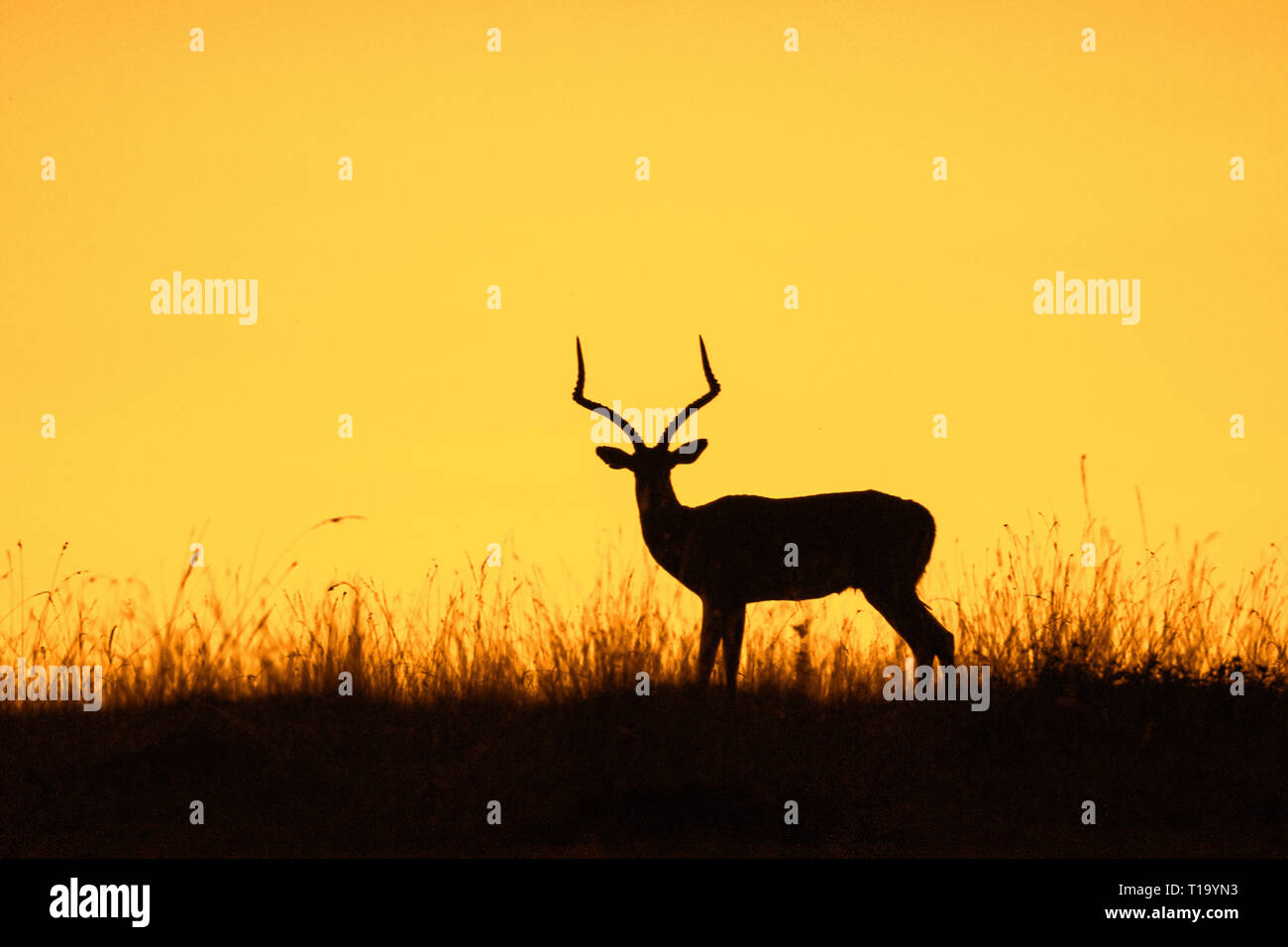 Impala Mutter und Baby Silhouette bei Sonnenaufgang in Masai Mara Stockfoto