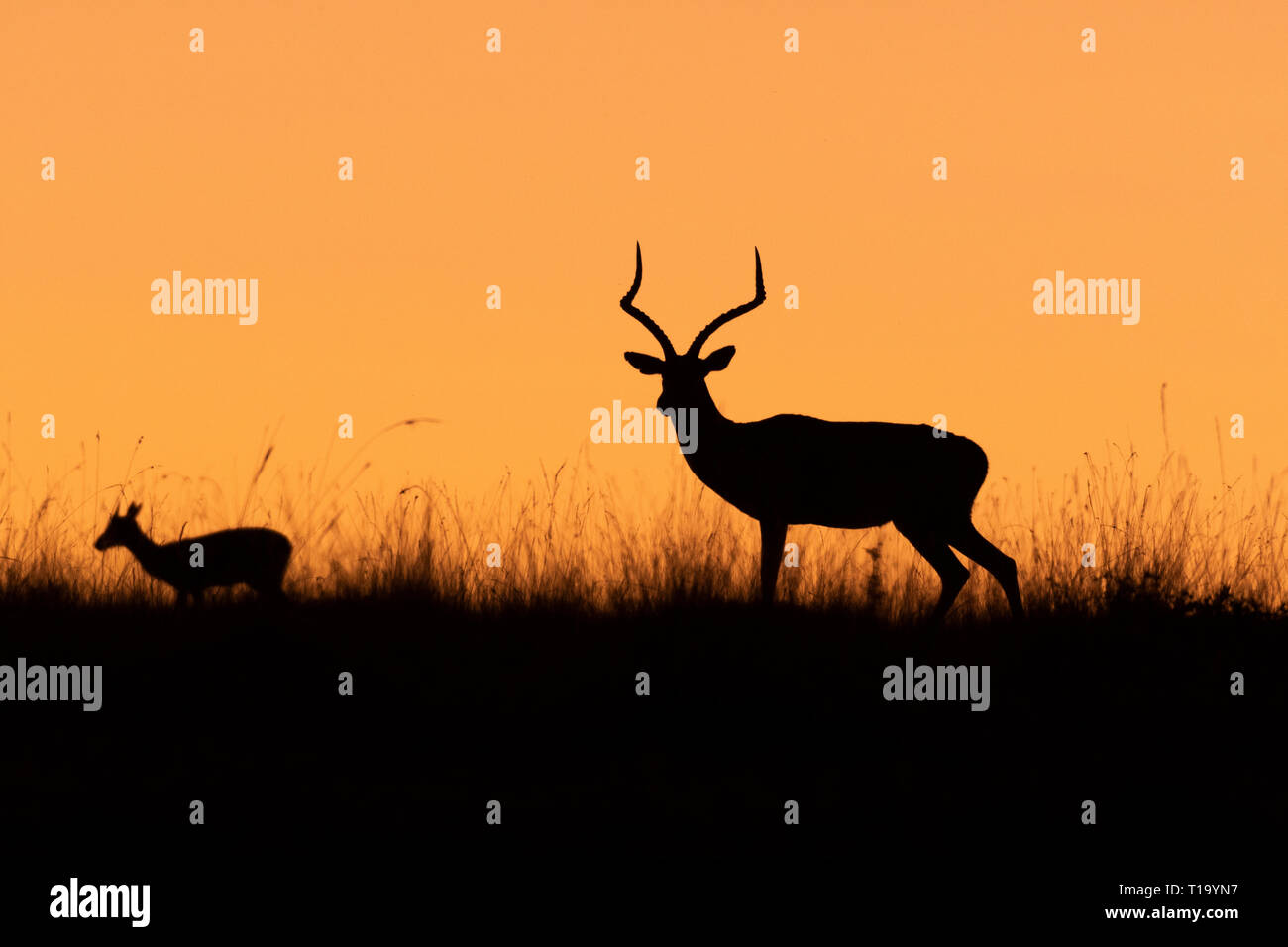 Impala Mutter und Baby Silhouette bei Sonnenaufgang in Masai Mara Stockfoto