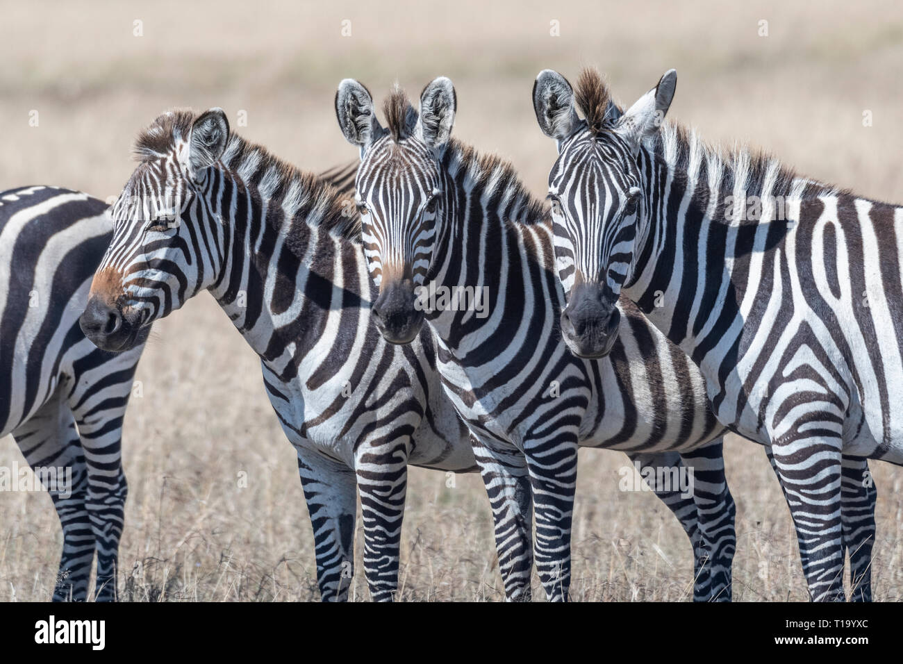 Gruppe von Zebras in Ordnung und Fütterung Gräser in Masai Mara Stockfoto
