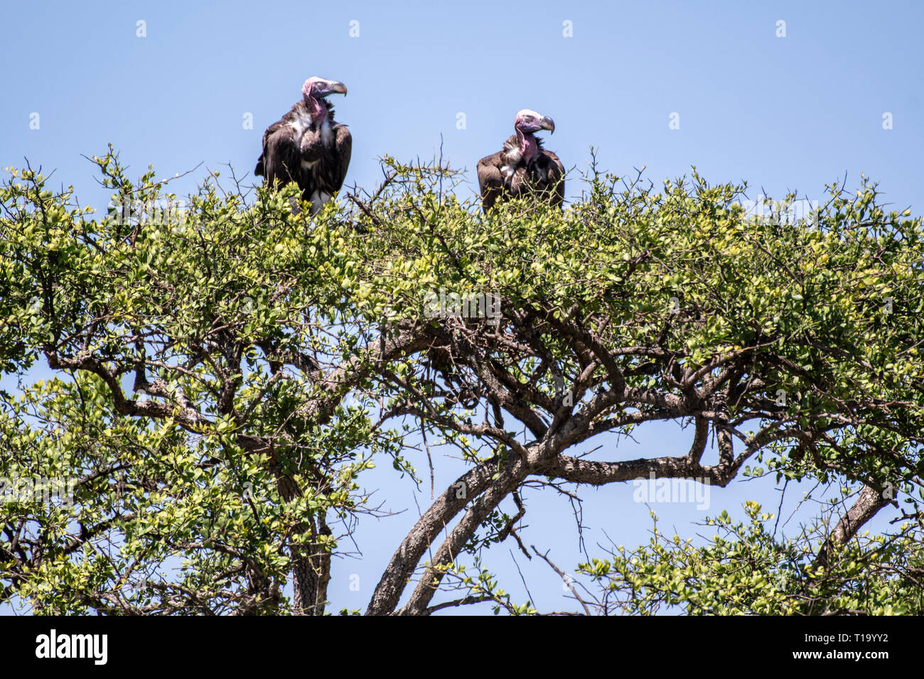 Lappet Geier auf Tree Top konfrontiert, Masai Mara National Reserve Stockfoto
