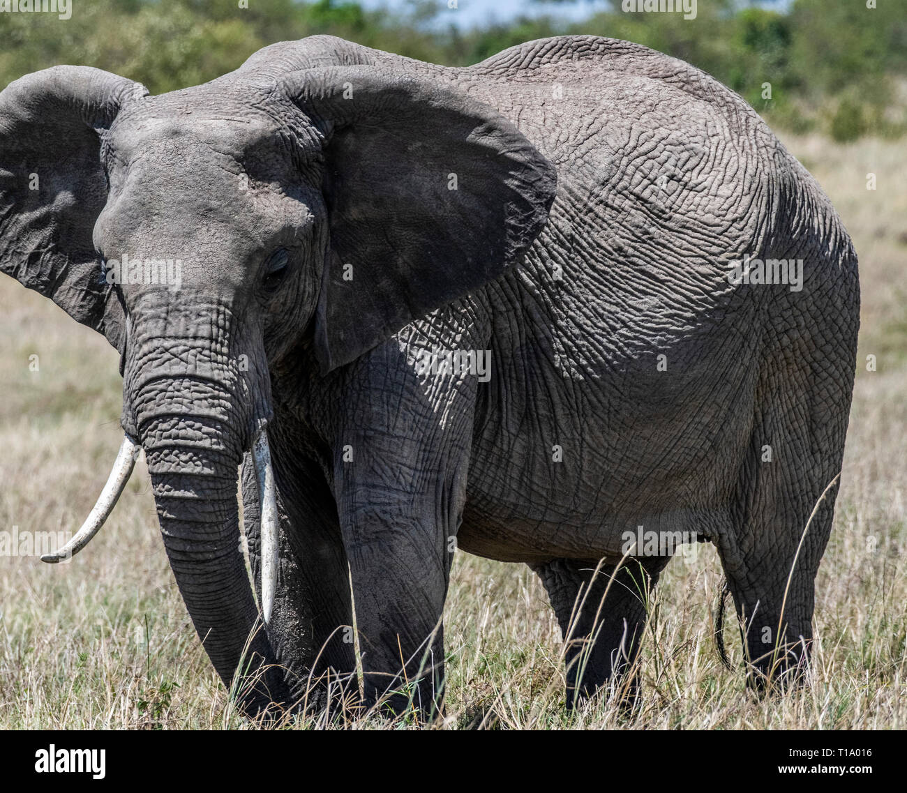 Portrait von afrikanischen Elefanten in Masai Mara Stockfoto