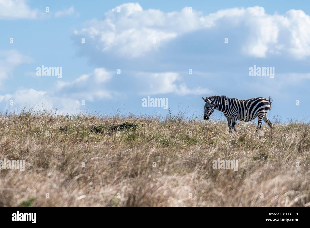 Zebras, die für Raubtiere beim Füttern Gras unter einem Baum in Masai Mara Stockfoto