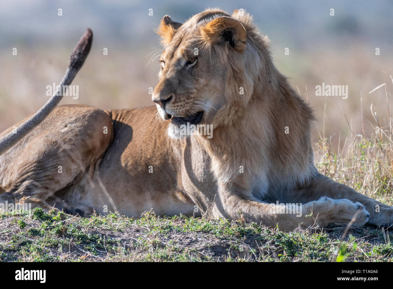 Große männliche Löwe tagsüber ruhen in Masai Mara Stockfoto