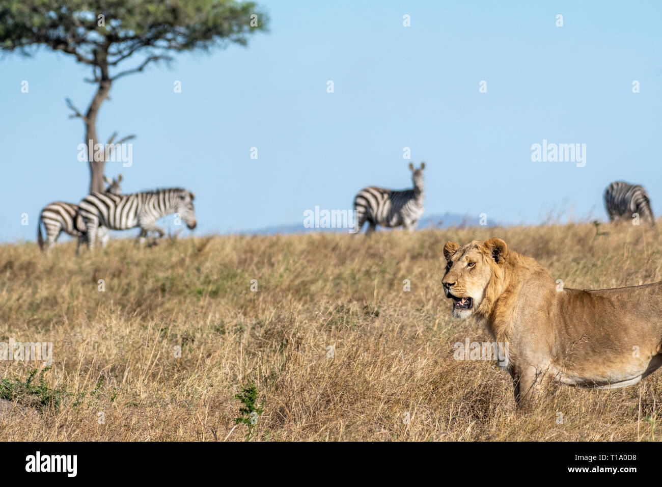 Zebras stehende wenig weit von Lion in Masai Mara Stockfoto