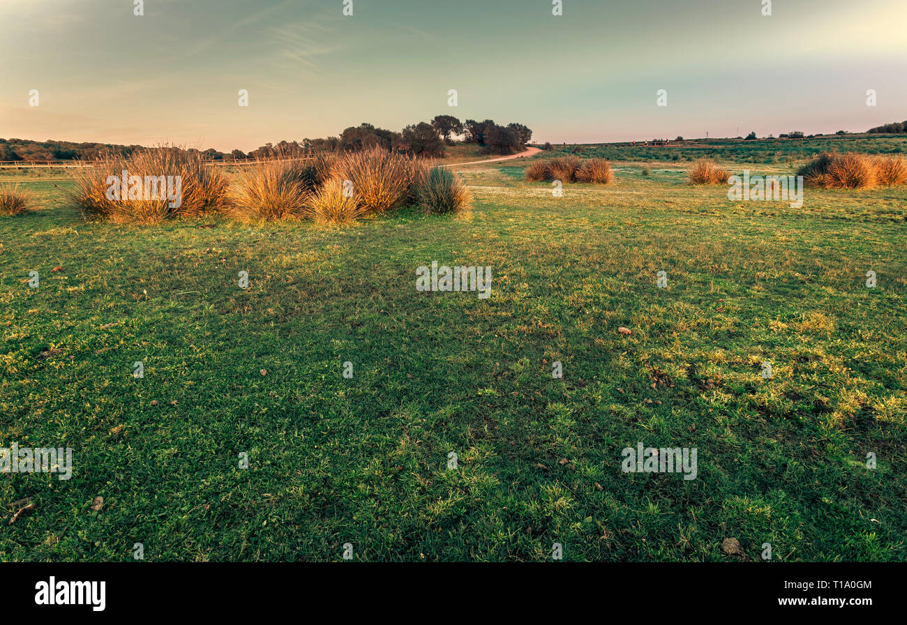 Grüne Wiese, die von Sträuchern an einem schönen sonnigen Frühlingstag mit blauem Himmel und weißen Wolken in La Dehesa de Abajo in Andalusien, Spanien umgeben Stockfoto