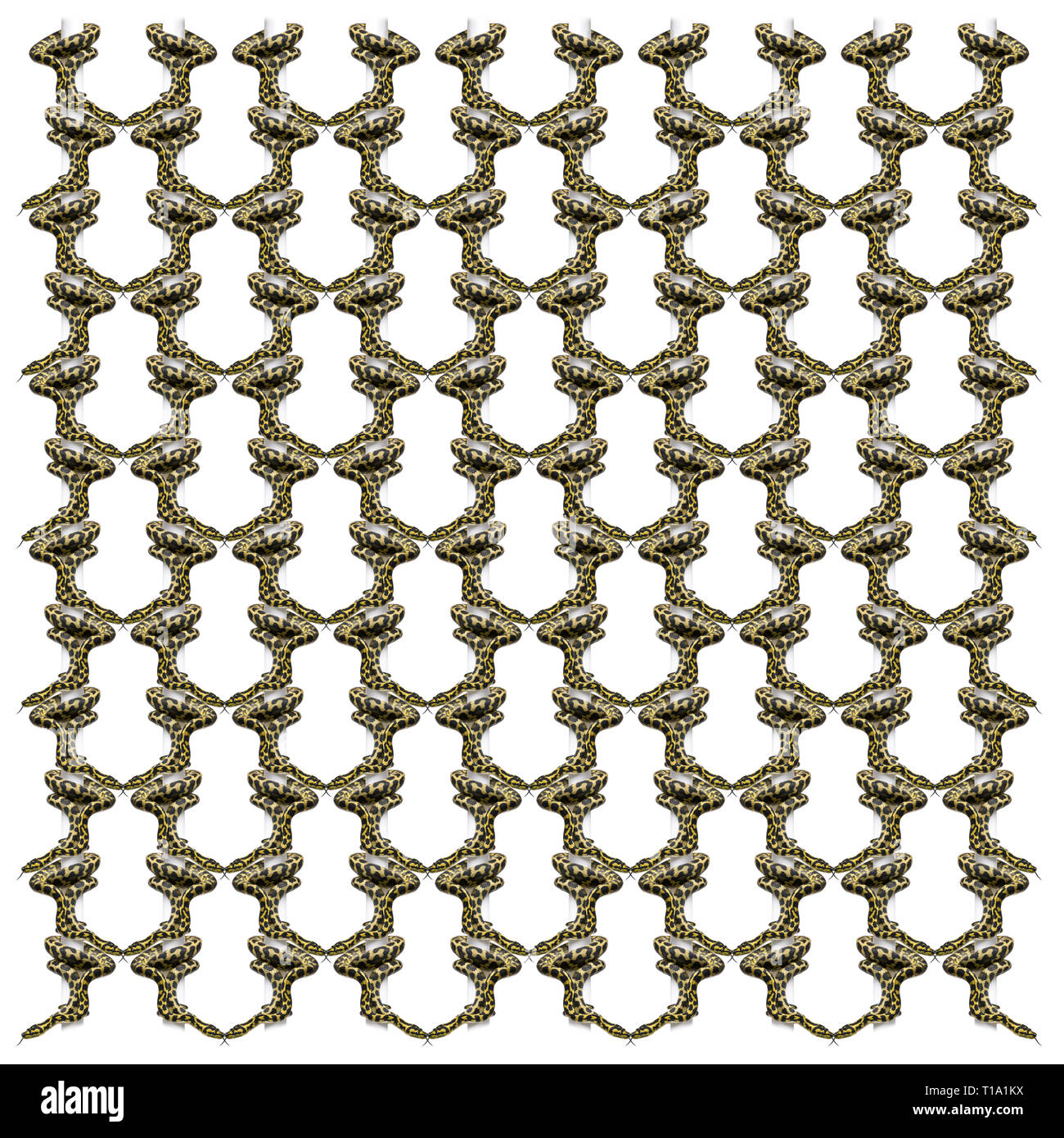 Morelia spilota variegata Pythons in wiederholten Muster auf weißem Hintergrund Stockfoto