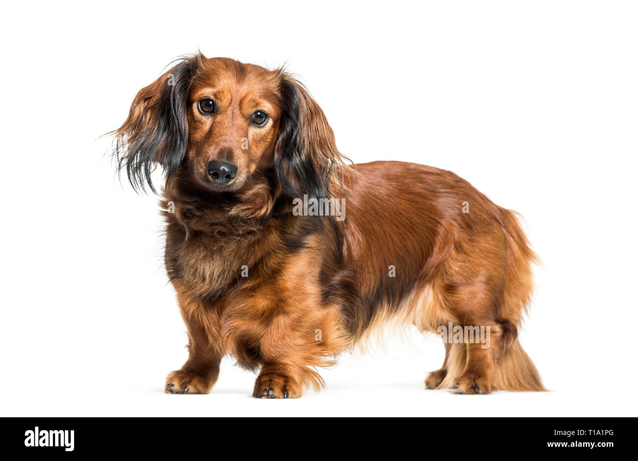 Dackel, Wurst Hund, Wiener Hund vor weißem Hintergrund Stockfoto