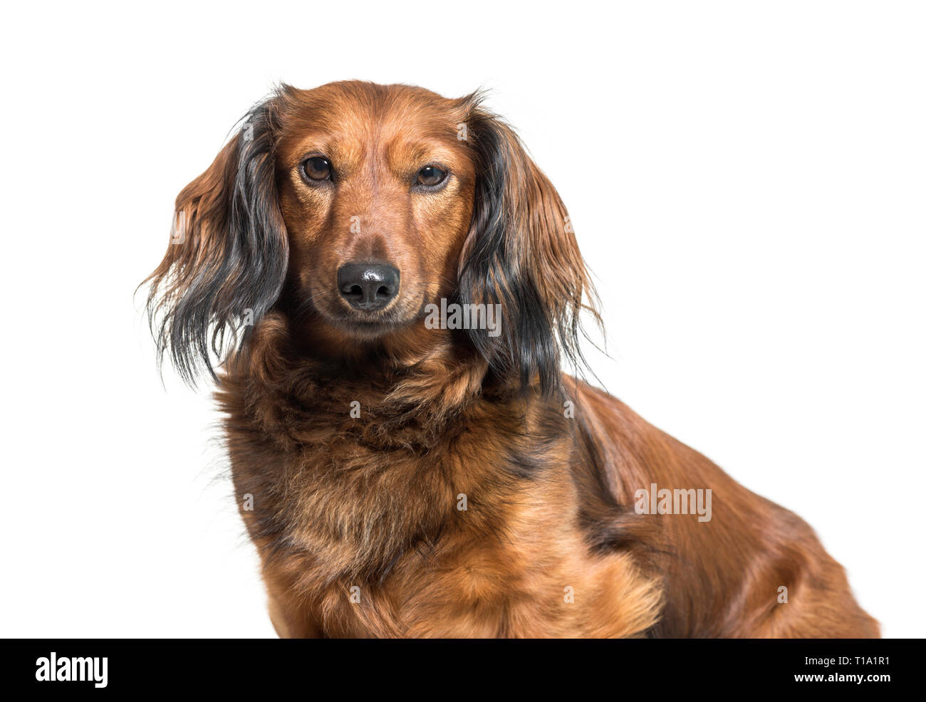 Dackel Wurst Hund Wiener Hund Vor Weissem Hintergrund Sitzen Stockfotografie Alamy